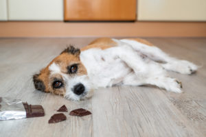 Harmful foods for pets