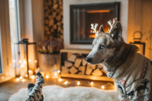 Keeping Pets Warm in the Winter