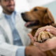 The Latest, Greatest Canine Medical Advances