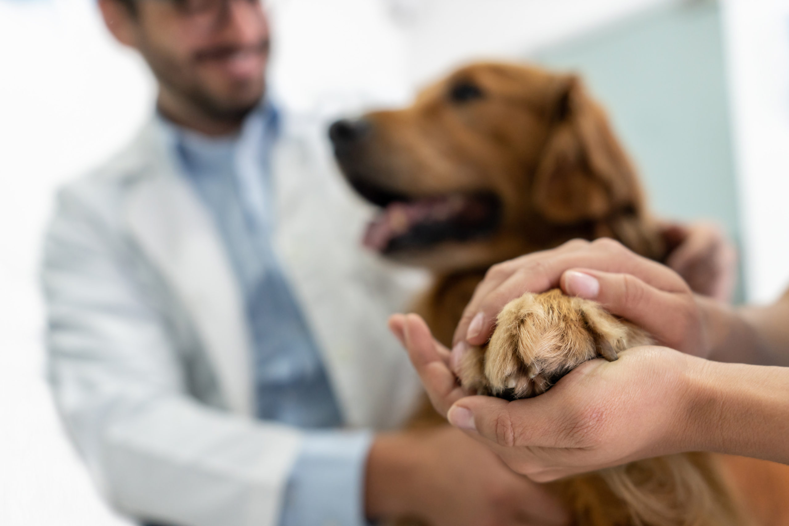 The Latest, Greatest Canine Medical Advances Holistic