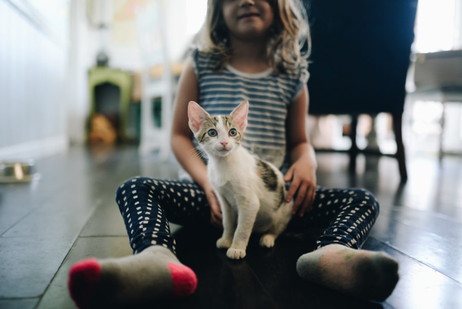 9 Tips For New Cat Owners