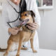 9 Common Pet Ailments and Holistic Medicine