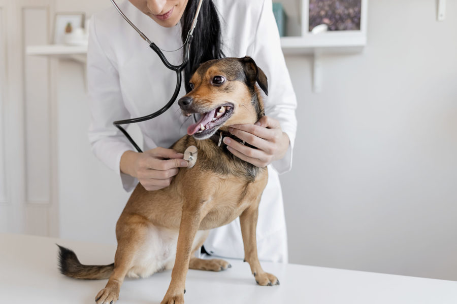 Common Pet Ailments and Holistic Medicine