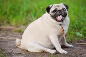 The Pet Obesity Epidemic