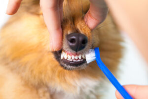 5 Things You Need to Know About Pet Dental Health