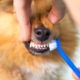 5 Things You Need to Know About Pet Dental Health