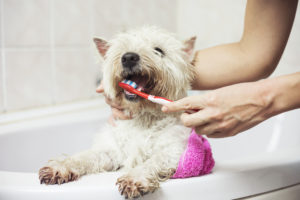 Pet Dental Health