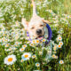 Top 5 Springtime tips for Your Pet