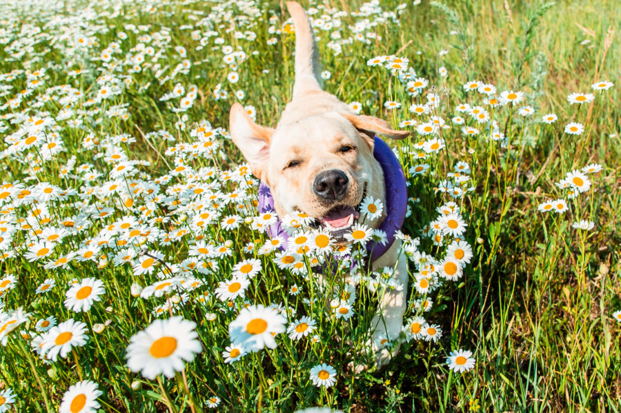 Top 5 Springtime tips for your pet