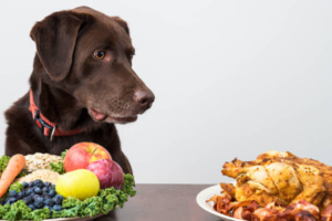 March is pet nutrition month