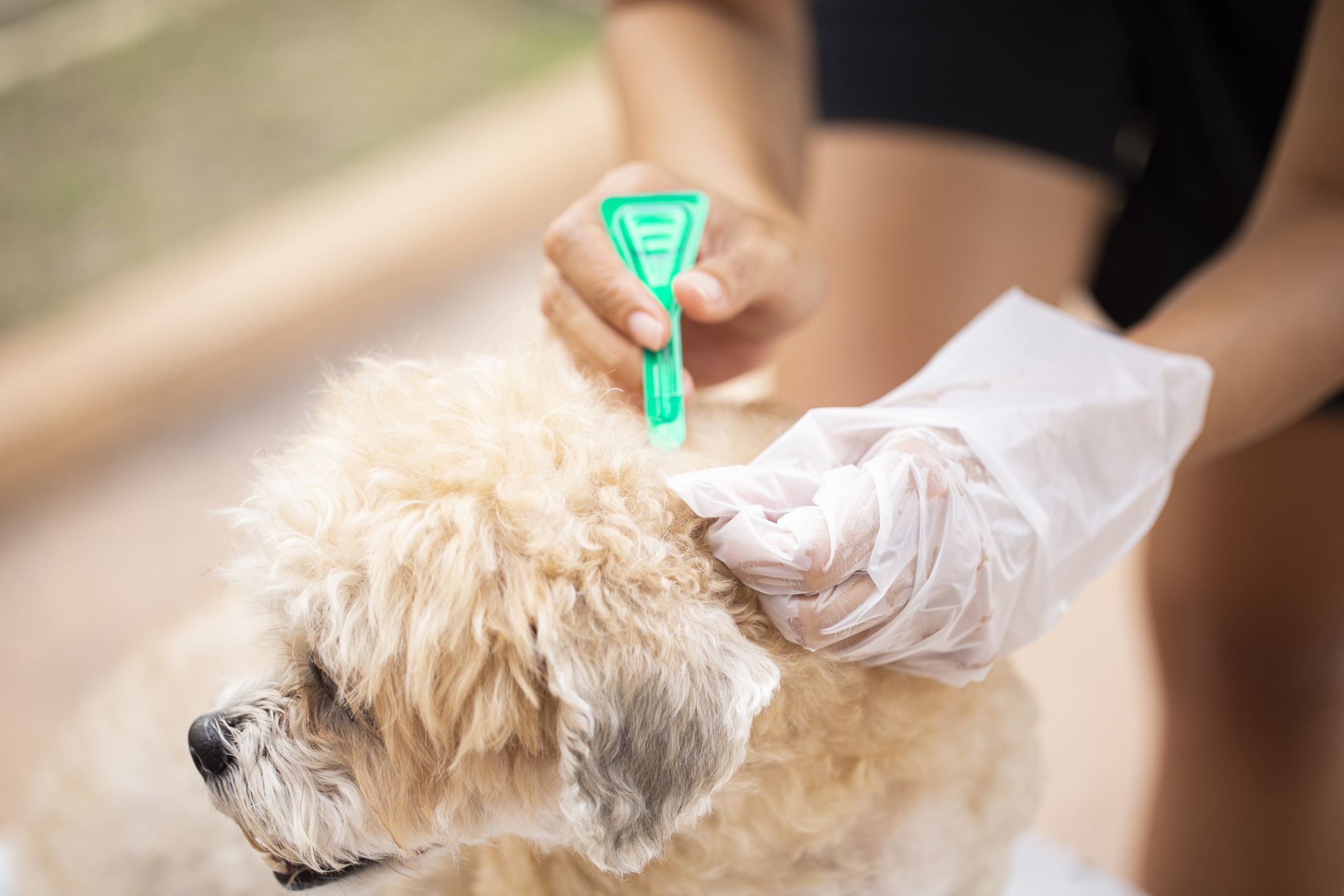 Skin Cancer treatment? Be careful with your Pets