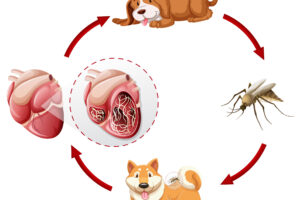 What is heartworm disease?