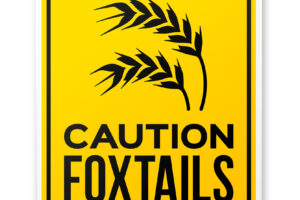 Caution Foxtails