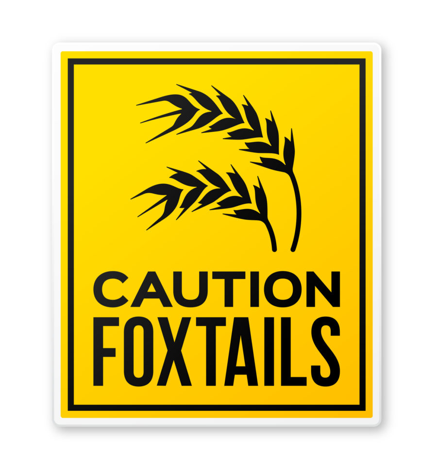 Caution Foxtails