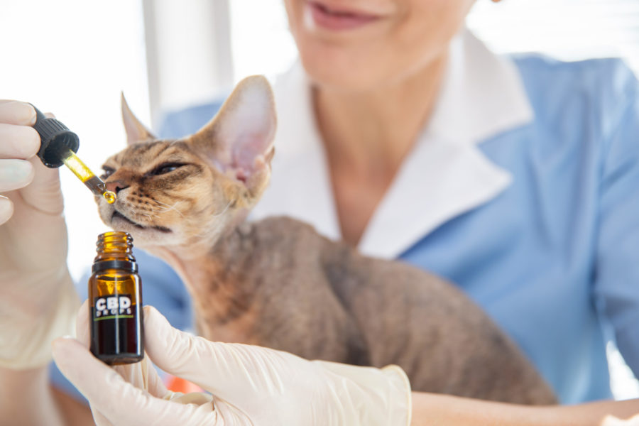 Medical Cannabis for Pets